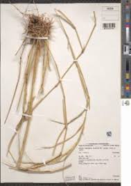 Image result for Cynodon nlemfuensis