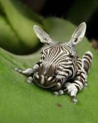 We did not find results for: Photoshop Hybrid Animals 10 Photoshop Tricks Com