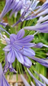 Agapente Fleurs Jardins