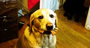 The best gifs for barking dog. 50 Funny Dog Gifs The Barkpost