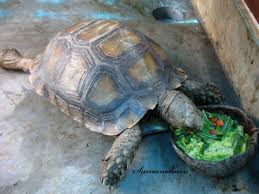 Asian Forest Tortoise Manouria Emys Kura Emys Sumatera Indonesia Tortuguitas