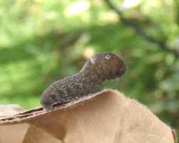 Check spelling or type a new query. Eastern Tiger Swallowtail Butterfly Hgtv