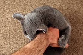 What Does It Mean When Your Feline Friend Licks You You Are Being Groomed Cat Biting Kitten Biting Animals
