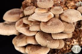 Image result for Lentinus edodes