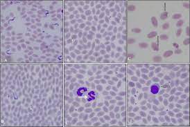 Usually the cell contains a single nucleus. Haemopathogens Identified In Camels A Blood Film Hyper Infested By Download Scientific Diagram