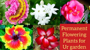 We did not find results for: Top 10 Permanent Flowering Plants For Ur Garden Must Have Flowers Perennial Flowering Plants Youtube