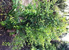 Check spelling or type a new query. Dory S Edible Backyard