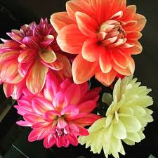 Most of our soils are made of composted forest products and. How To Grow Armloads Of Dahlias In Your Garden