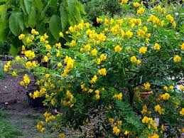 Image result for Senna floribunda