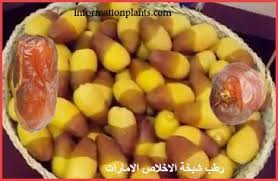 تمر خلاص اماراتي قسم التمور مع الصور قسم التمور معلومان عامه معلوماتية نبات حيوان اسماك فوائد food vegetables tmr
