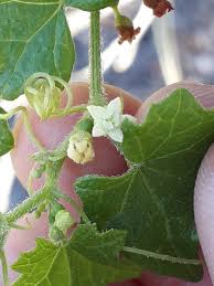 Image result for Zehneria scabra