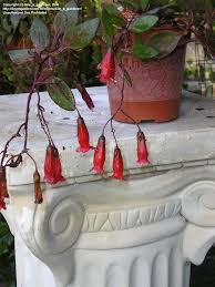Image result for Kalanchoe uniflora