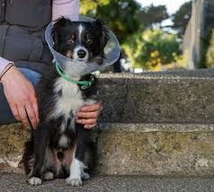 Early detection and treatment of disease as your pet ages; Emergency Specialty Treatments Healthy Paws Pet Insurance
