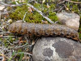 Image result for Cucullia umbratica