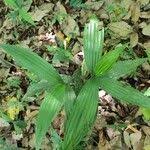 Image result for Corymborkis