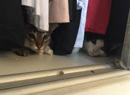 Mmkay, so my cat decided to hide in my closet with all my fancy clothes and other junk. Visa Is Decluttering Old Drafts On Twitter Probably The Best Photo Of My Cats This Year Taken By My Wife They Were Hiding In The Closet Because Of A Scary Thunderstorm Https T Co 9u0ssbq1z3
