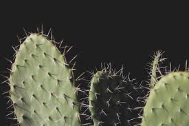 Los cactus son muy sensibles al exceso de agua; Como Hacer Que Los Cactus Crezcan Mas Rapido Jardineria On
