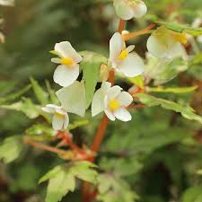Image result for Begonia poculifera