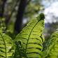Fern Identification 201: Common Ferns of the...