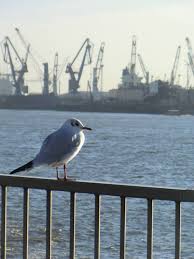 We did not find results for: Strand Strikers Volleyball Team Strange Boy Kingdom Pages Directory