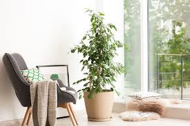 Image result for ficus benjamina en casa