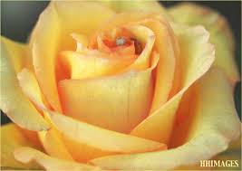 At right is displayed the color royal yellow. Different Shades Of Yellow Shootforu Com Flickr