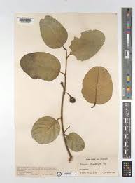 Image result for Annona senegalensis