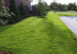 Jamur zoysia is a dense turf. Zoysia Jamur