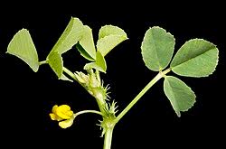 Image result for Medicago polymorpha