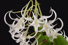 Image result for Cyrtorchis arcuata