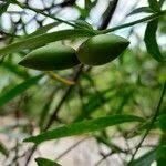 Image result for Secamone