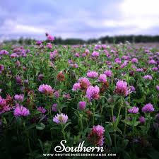 Image result for Trifolium simense
