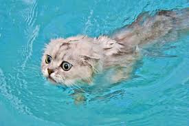 One two three because un deux trois cat sank. Cats In The Pool Meow Yeow Intheswim Pool Blog