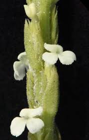 Image result for Striga hallaei