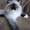 Himalayan persian kittens for sale in california, how to buy a blue point himalayan persian kitten, adopt a cream point himalayan persian kittens. 3