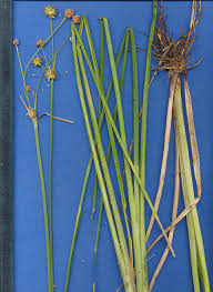 Image result for Rhynchospora holoschoenoides