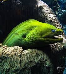 Green Moray Eel Danny Jacobson Photography Ocean Creatures Sea Animals Sea Creatures