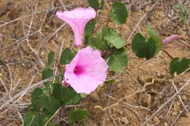 Image result for Ipomoea venosa