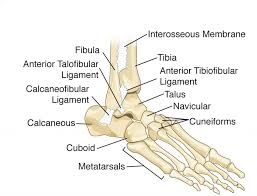 Anatomy Of Foot Ankle Anatomy Of Left Foot And Ankle