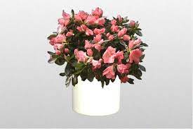 Azaleas Make Beautiful Holiday Gifts But Are Extremely Poisonousplants Http Www Houseplant411 Com Houseplant Azalea Plant House Plants Plants Plant Gifts