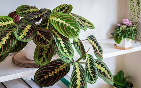 The maranta is a close relative to the calathea and with its boldly patterned foliage and tendency to fold its leaves every night, it's easy to see why! Maranta Prayer Plant Caring Tips For 2021 Plants Spark Joy