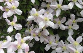 If you want abundant ground cover then this is the plant for it. Clematis Old Man S Beard Essential Care Tips Mygarden Com