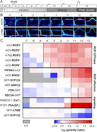 Plant root hair cell features. Distinct Ropgefs Successively Drive Polarization And Outgrowth Of Root Hairs Biorxiv