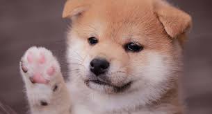 Shiba puppies for sale offer an air of japanese loyalty, courage and bravery. Mini Shiba Inu The Tiny Version Of The Adorable Spitz Dog