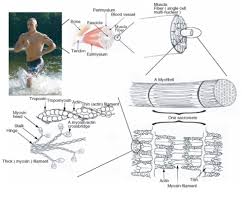 A collection of english esl worksheets for home learning, online practice, distance learning and english classes to teach about contractions, contractions. Muscle Contraction Read Biology Ck 12 Foundation