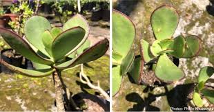 Image result for Kalanchoe velutina