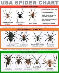 Usa Spider Chart Know How To Identify The Dangerous From