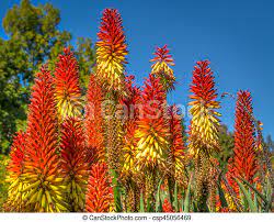 The leaves take on a yellow color when the plant is stressed. Flowering Orange And Yellow Aloe Succulent Flowering Orange And Yellow Succulent Against Bright Blue Sky Canstock