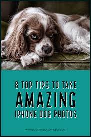 8 Top Tips To Take Amazing Iphone Dog Photos Dogs Are Love On 4 Legs Dog Photos Dog Photography Dogs