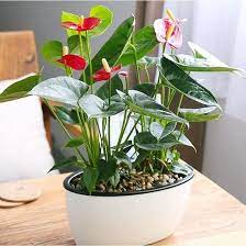 How To Care For Indoor Anthurium Anthurium Plant Anthurium Flower Seeds